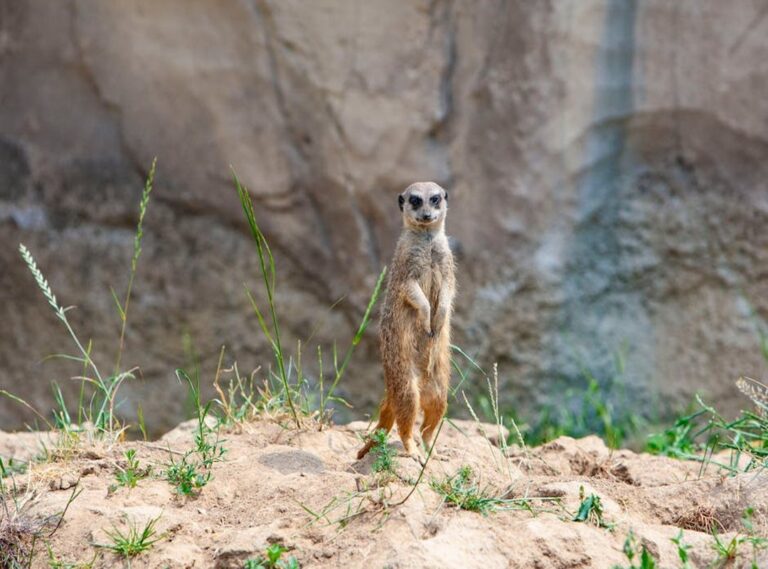 suricata era del hielo